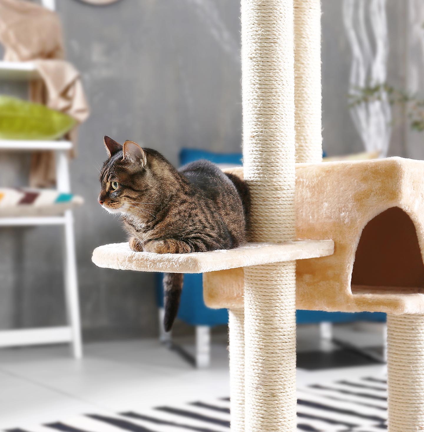 Cat Hotel 5